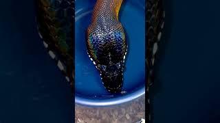 What a stunning video.#snake #snakes #royalpython #serpent #ballpythonmorphs #cornsnake #herpetology