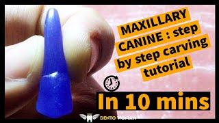 how to carve Maxillary Canine ? step by step #toothcarvingtutorials #toothcarvingforbiginners