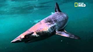 Le requin Mako, le requin plus rapide du monde