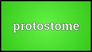 Protostome Meaning