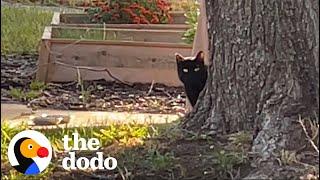 Interior Design Couple Builds Stray Cat A Winter Home | The Dodo