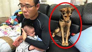 Jealous Dog Doesn't Want To Share His Dad With His New Human Brother