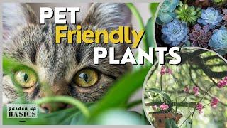 What are pet-friendly plants? Top 5 picks | Garden Up Basics Ep.39