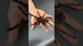 Tarantula World Part 1 @insectsquad_marv