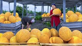 Harvesting Fresh Yellow Melon | Making Melon Jam and Delicious Turkish Borek