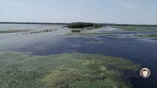 Ciprian Safca a gasit pelicanii in lacul Furtuna Delta Dunarii - Found pelicans in the Danube Delta