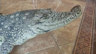 Варвара Нильский Крокодил
