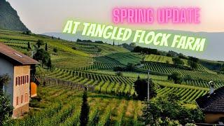 Tangled Flock Farm - Spring 2023 Update