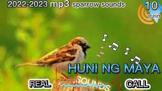 HUNI NG MAYA / SPARROW SOUNDS #huntsman