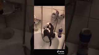 Cat: Olympics Gymnast Drinks Water From Faucet #Shorts (See Description)