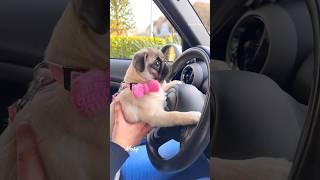 Recreating Loulou’s PUPPY photos with baby MOSY!  #pug #dog #puppy