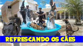 REFRESCANDO OS CÃES NA PISCININHA / Bora Brasil - Francisco Alves