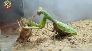 Mantis VS Black widow and Camel Spider BRUTAL FIGHT