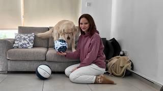 Dog's reaction to basketball and soccer balls