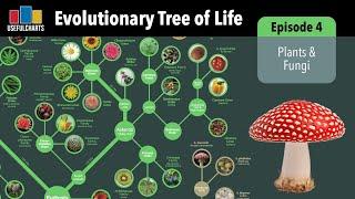 Evolutionary Tree of Life | Episode 4 -  Plants & Fungi