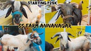 SS Goat Farm | BAKRID 2024 | Annanagar | Chennai | #goat #sheep #2024 #bakrid #chennai #india