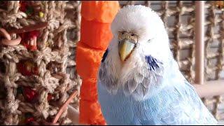 9 hours of budgie sounds for pet parakeets to make them happy