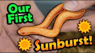 Baby Sunburst Hognoses Hatching!!