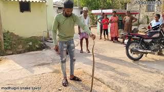 cobra snake  (madhugiri )