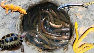 Catch lots of eels in the hole, there are catfish, ornamental fish, koi fish, snakehead fish,turtles