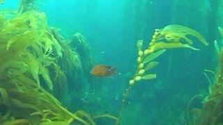 Kelp Forest, Baja California