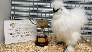 U.K. Standard Bantam Silkie Breeding Shed Tour