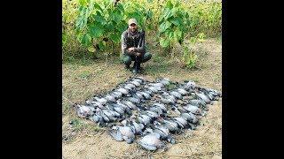 Охота на дикого голубя (вяхиря) 2019 часть 1\ wood pigeon hunt 2019 part 1