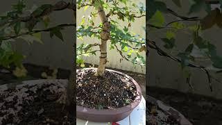 Old Trident Maple Bonsai tree gets its first defoliation of the year! #bonsaicare #bonsai