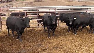 Sustainable Ranchers Tour: Jorgensen Land & Cattle's Genetics Touches 94% of U.S. Cattle Herd