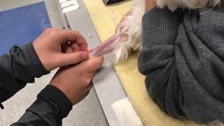 Veterinary Specialty Center - How to Place a Catheter