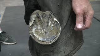 Shoeing a Trail Horse