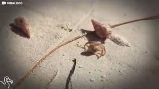 People Give Homeless Hermit Crab A New Shell