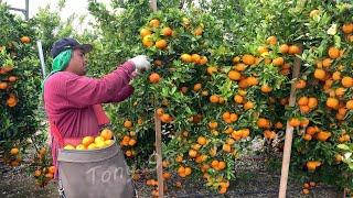 6.9 Million Tons Of Citrus In America Are Produced This Way - American Farming