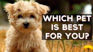 Which Pet Is Best For You? | Fun Tests