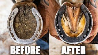 Farrier Full Hoof Restoration | Satisfying ASMR