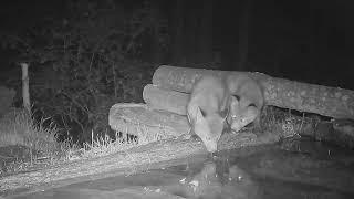 Two baby foxes playing and trying to drink water from a pong