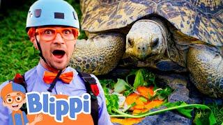 FUN ANIMAL ZOO with Blippi! | San Diego Zoo | Learning For Children | Educational Videos for Kids