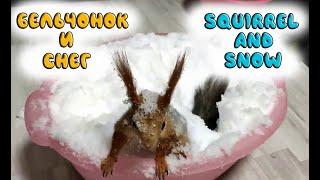 Как бельчонок радуется снегу!!!  How a squirrel rejoices in the snow