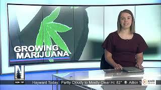 Hibbing marijuana business celebrates legalization with grand opening