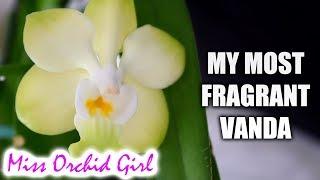 A night time fragrant Vanda Orchid! - and it's amazing :D