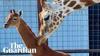 Unique baby giraffe with no patches born at Tennessee zoo