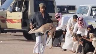 Arabic dogs race