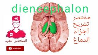 تشريح الدماغ || diencephalon