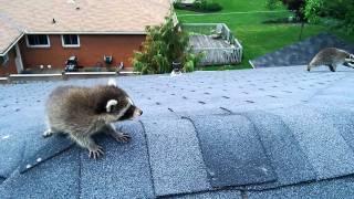 Aggressive Raccoon Rescues Baby.