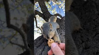 Social Eating w Baby Short Tail #squirrel #animals #friends #eating #goals #newyear #fitness #food