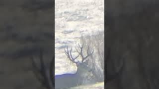 I’D LIKE TO SEE THIS BUCK AGAIN! #muledeer #deer  #bigbucks #hunting #mountains #utah