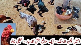 Aseel Chicken Farming in Pakistan | How to Enhance Profit Margin from Asil Chickens | Dr ARSHAD