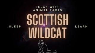 Scottish Wildcat | Relax With Animal Facts Podcast