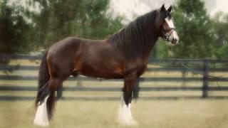 Shire Stallion - Mufasa 'X'