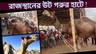 রাজস্থানের উট গাবতলীর হাটে ! কোনবানীর গরু কিনতে বাড়ছে ক্রেতা।